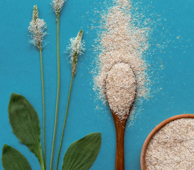 Téguments de psyllium
